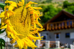 Girasole.