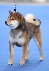 Paris dog show 2020
