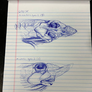 S. acanthias and M. canis illustration
