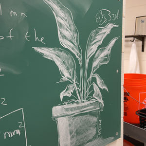 Chalkboard-- Plant