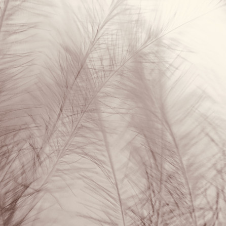 Plumes graphiques