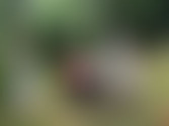 Rapport från pilgrimsfärd i Helige Sigfrids fotspår i Småland