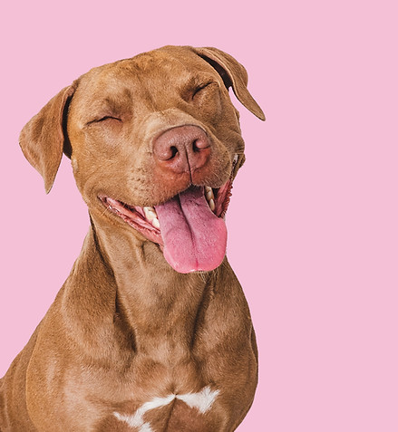 Pitbull with tongue out