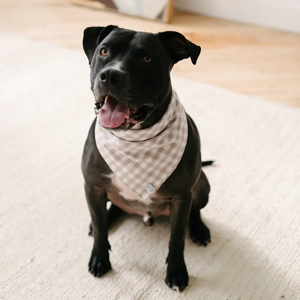 Thumbnail: The Rover Boutique - Tan Gingham Dog Bandana