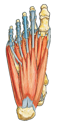 Plantar Muscles low res.png
