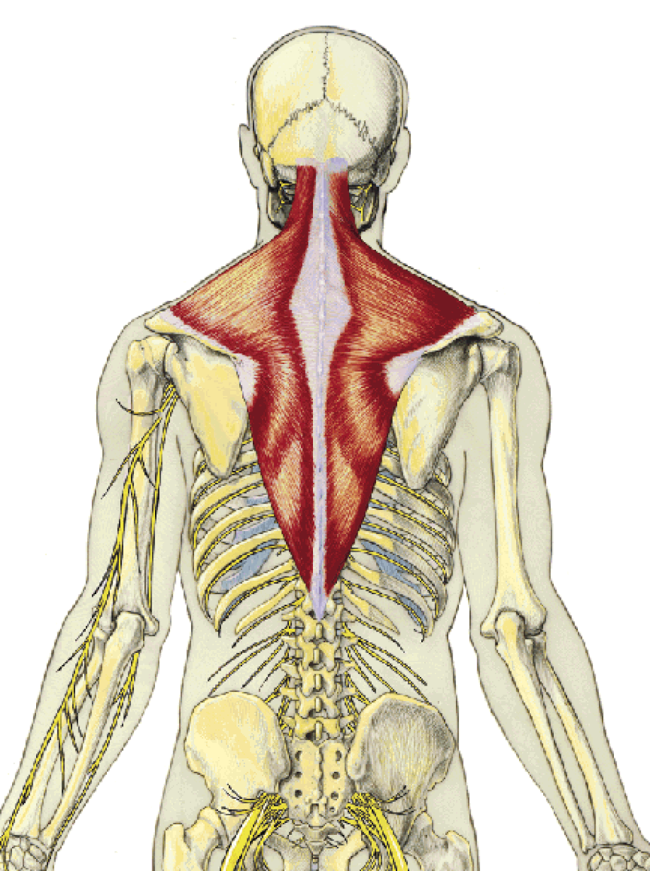 Trapezius