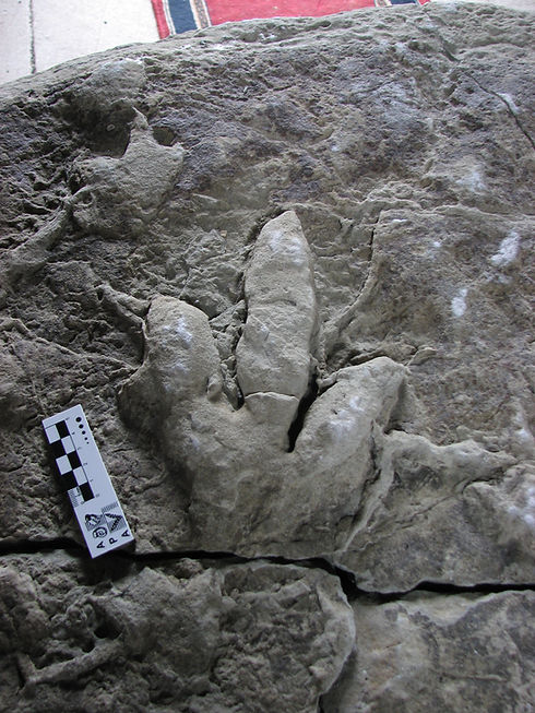 Skye Dinosaur Footprint.JPG
