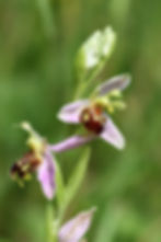 Orchis Abeille