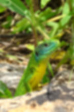 Lézard Vert