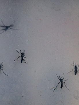 RS confirma primeira morte por dengue em 2026