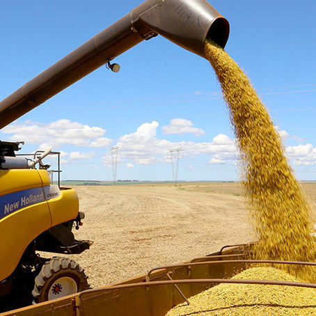 Estimativa projeta novo recorde na safra de soja