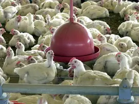 RS confirma caso de gripe aviária em aves silvestres