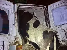 Carro bate em árvore, ocupantes fogem e polícia encontra vaca dentro do veículo em Osório