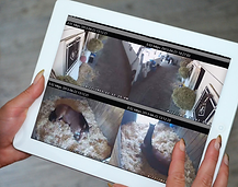 Woman viewing live video feed on tablet from video cameras in barn focused on horses and work area