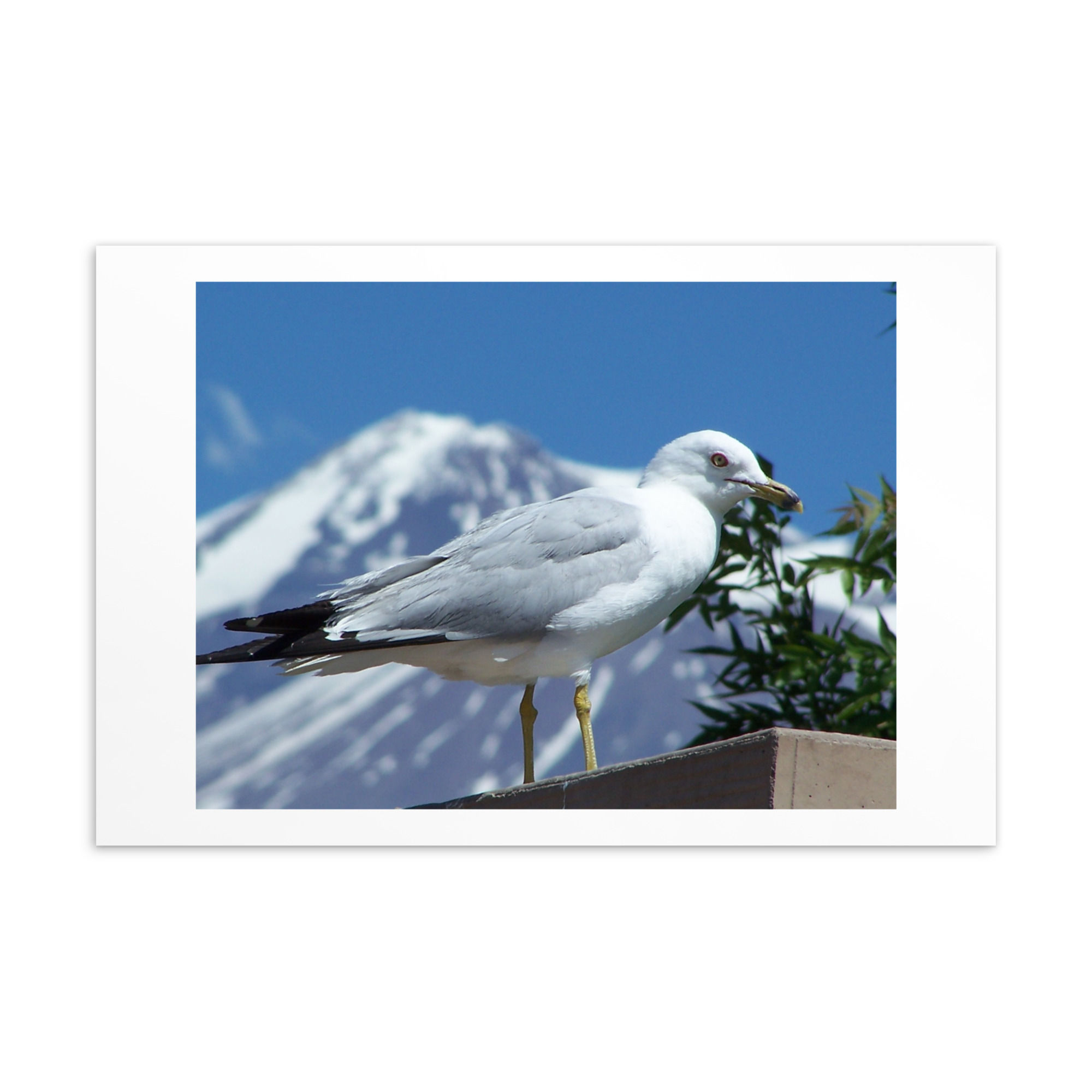 Ring-billed Gull