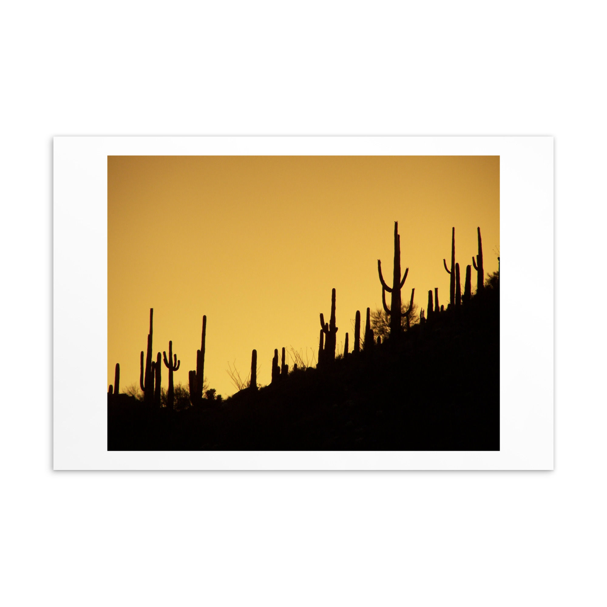 Saguaros