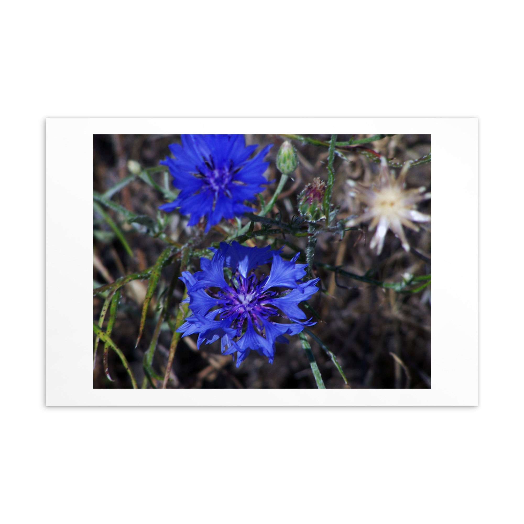 Cornflower