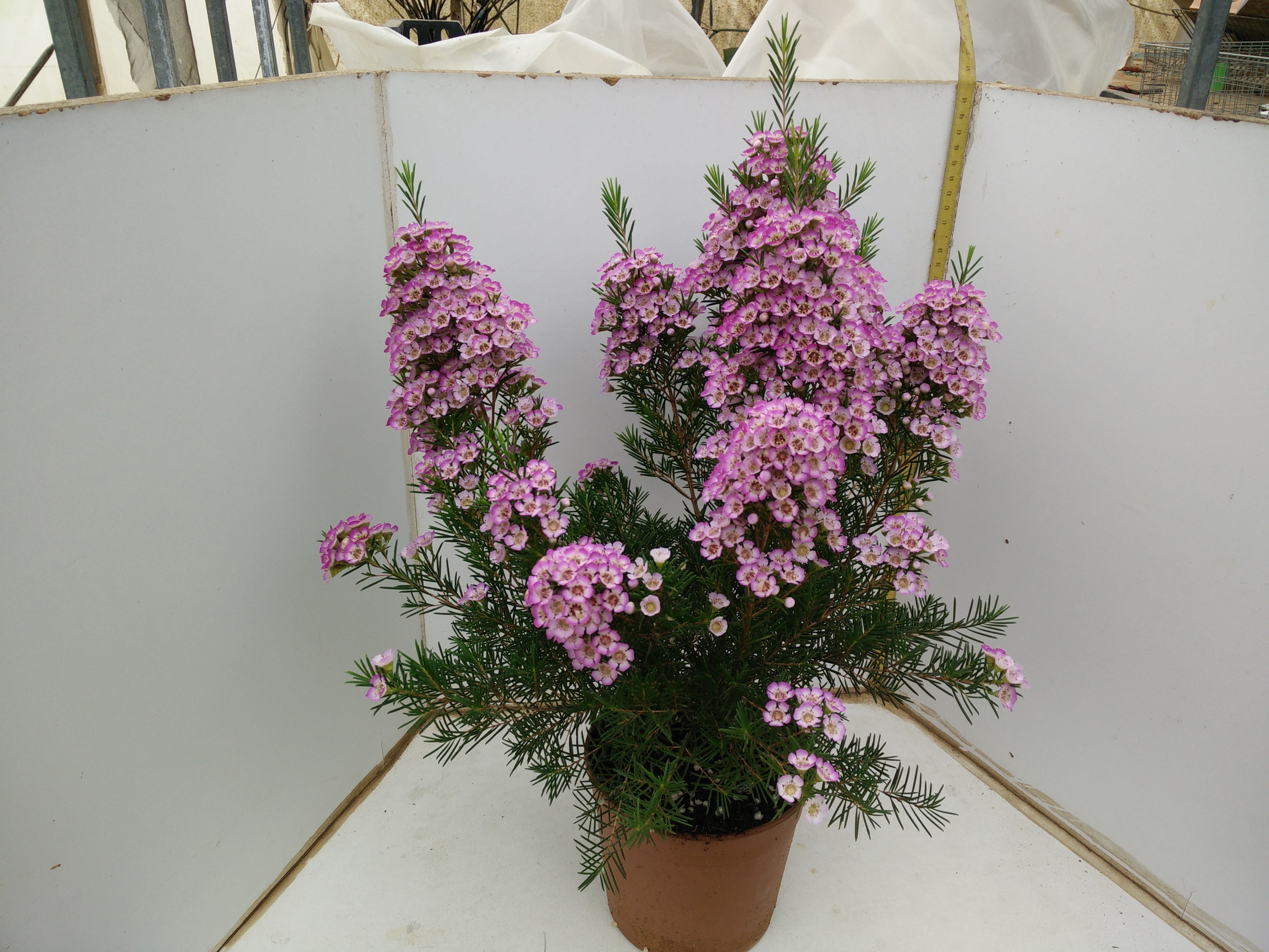 Wax Flower Pot Plants nirnursery