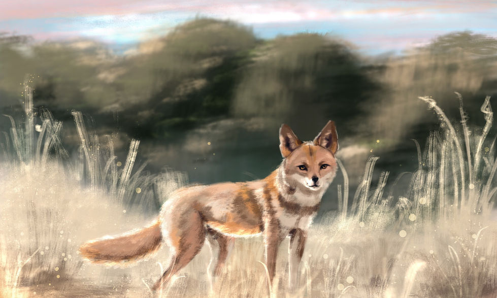 dingo