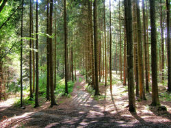 forest-100422_1280