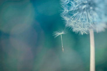 pusteblume-gruen-johannes_hospiz.jpg