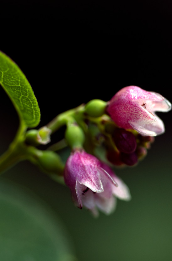 Common Snowberry.jpg