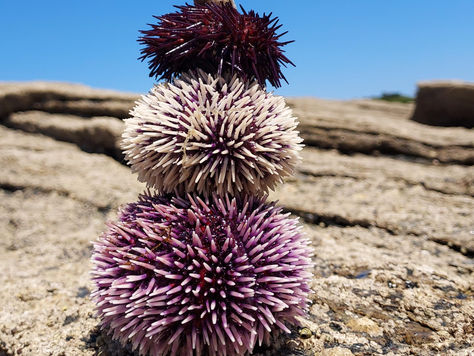 C'est pas l'homme qui prend la mer!C'est pas l'homme qui prend la mer!Tu pars où en vacances ?Heu