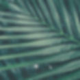 WordSmith Digital Marketing Consulting and Copywriting_Strip Background Image_Palms