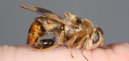 Horse Botfly 2.JPG