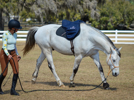 Finding the Path to “Feel” in Horsemanship