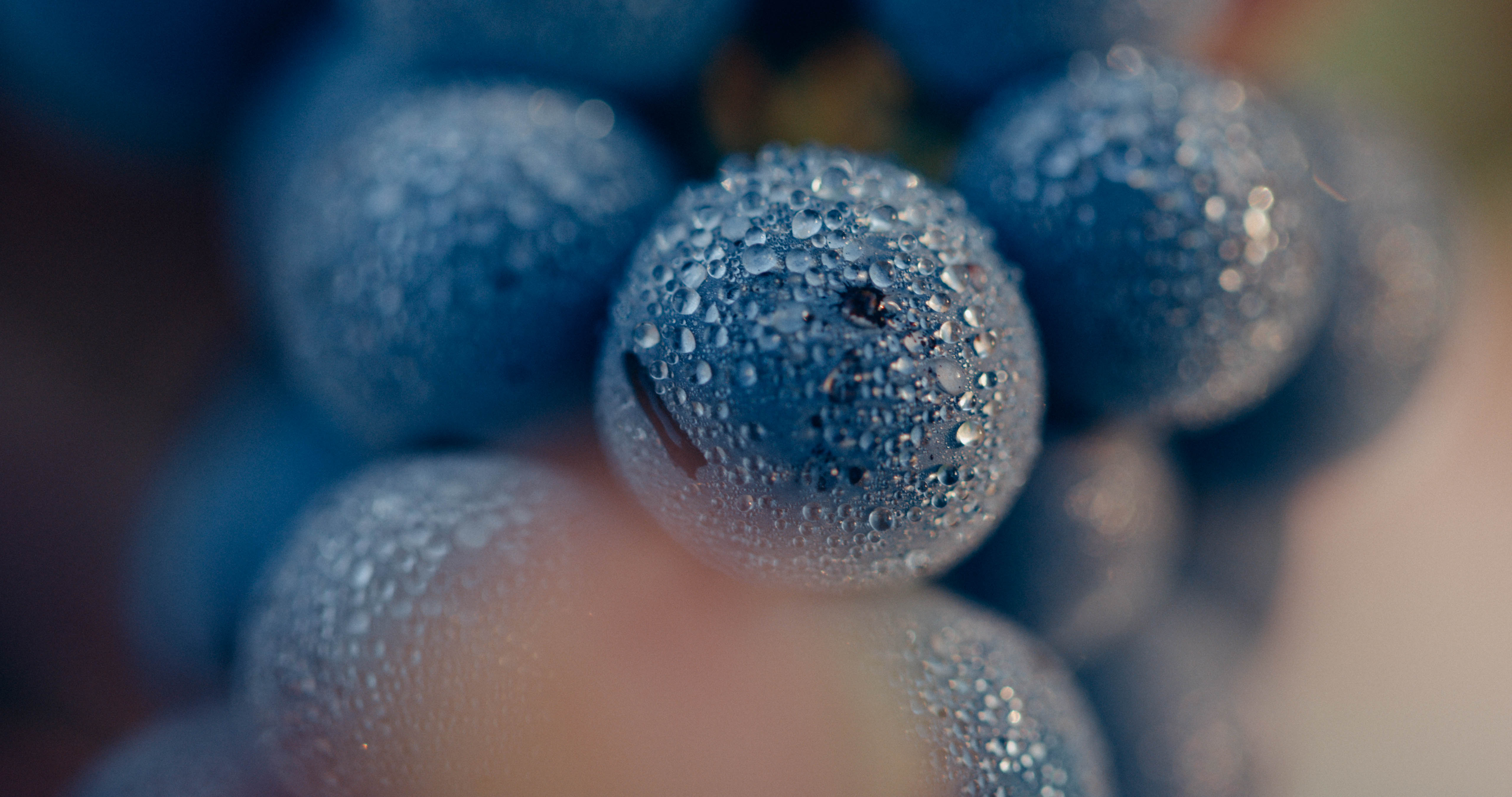 benoit_valerie_calvet_grape