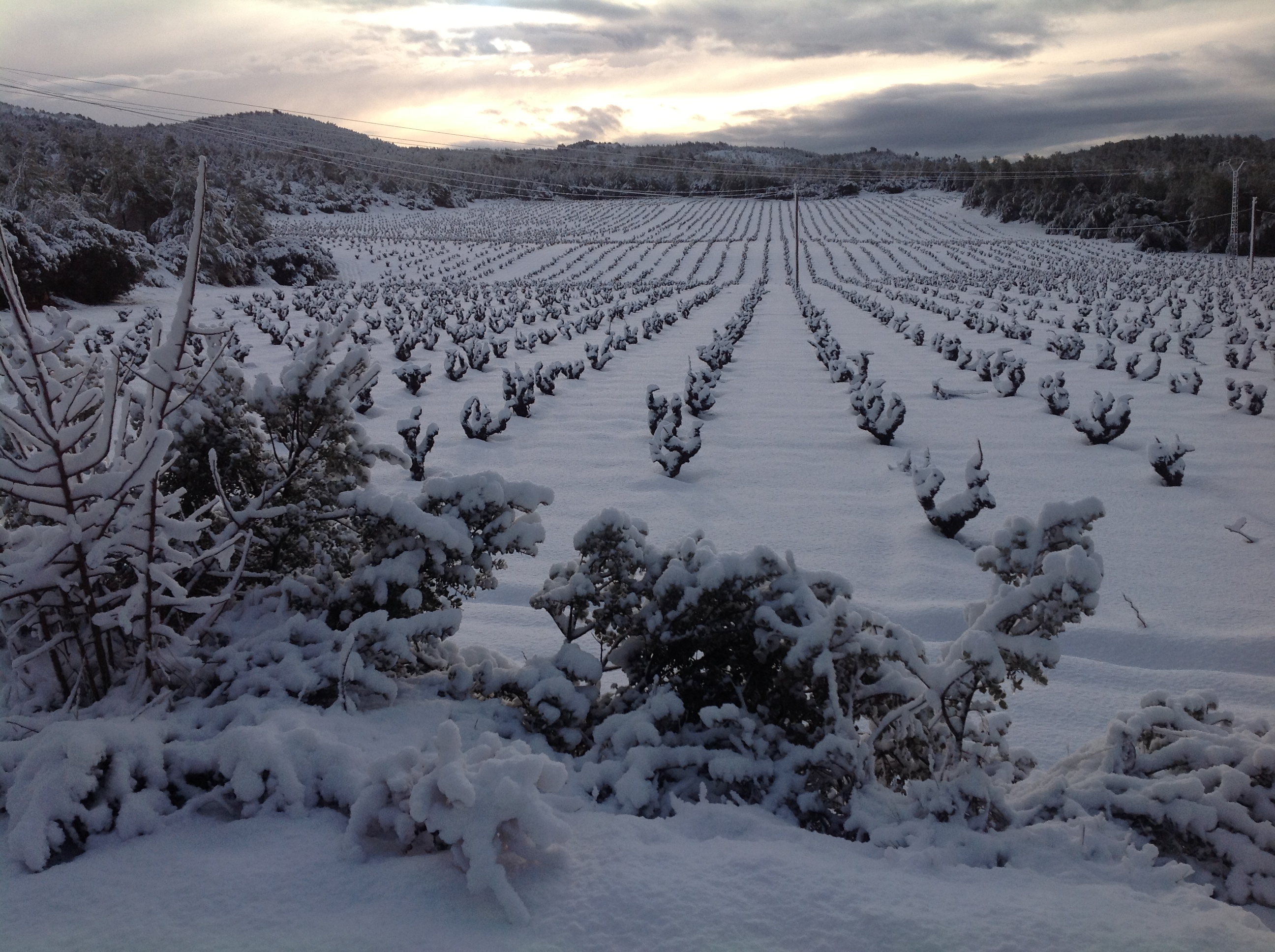 el_macho_utiel_requena_vineyards_04