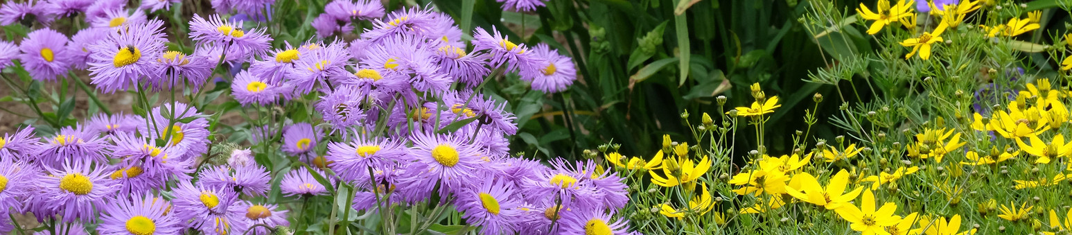 Stock Photo - Asters_edited.jpg