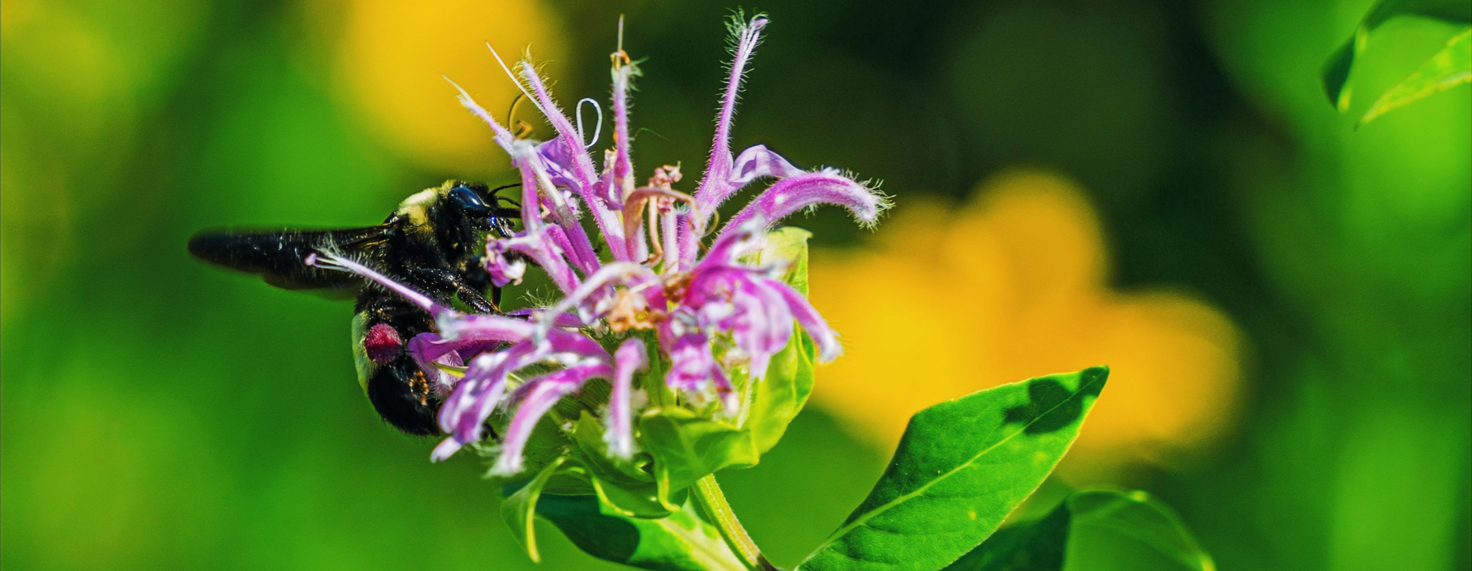 Native plants attract a variety of pollinators to the garden.