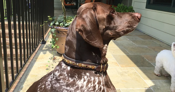 Leather Dog Collars vs Nylon Dog Collars.png