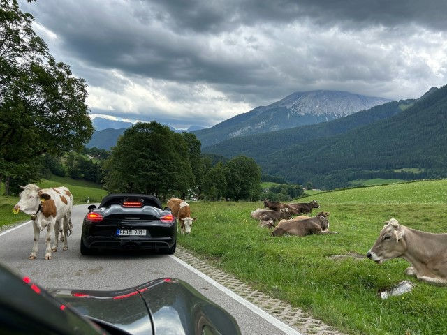 Kühe auf der Straße