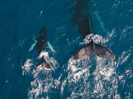 What Is Lomi Lomi Nui? A Hawaiian Massage for Presence and Connection