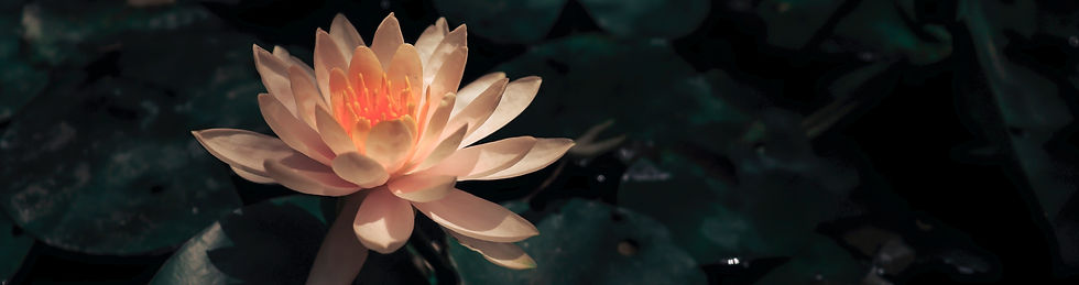 Lotus in Bloom_edited.jpg