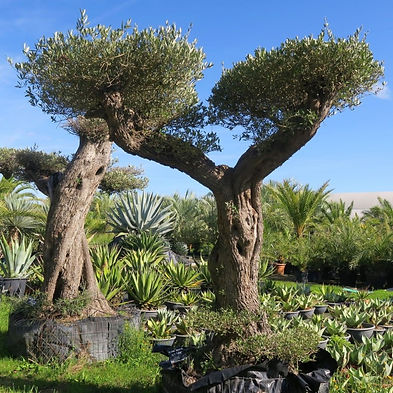 olea-europea-niwaki.jpg