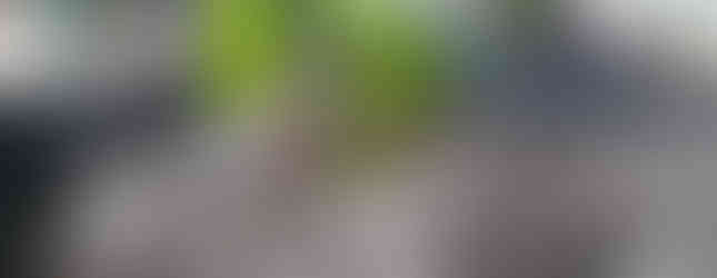 Backfilling an aquatic plant