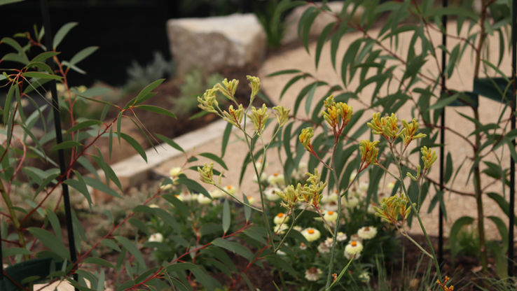 Native plants intermingling in the new garden