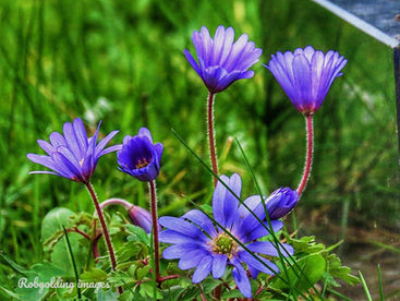 TUTBURY OPEN GARDENS 2025
