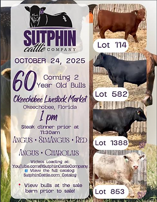 Sutphin Bulls