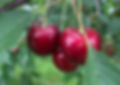 Stone fruit_Cherries VOEN