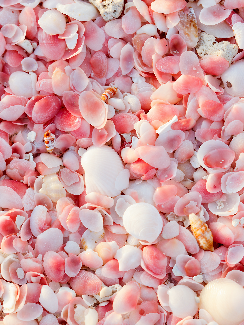 Untitled design (57).png