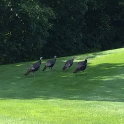 Wild turkeys at Kingsville Golf
