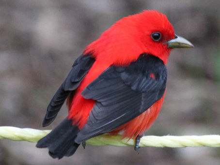 This beautiful Scarlet Tanager was photographed on the course on Monday by Stan & Cheryl Sullivan!