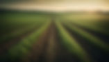 green-meadow-meanders-into-wheat-field-horizon-generated-by-ai.jpg