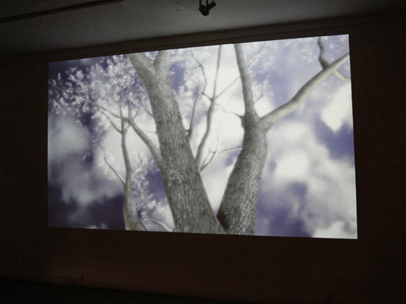 Tree4Web.jpg