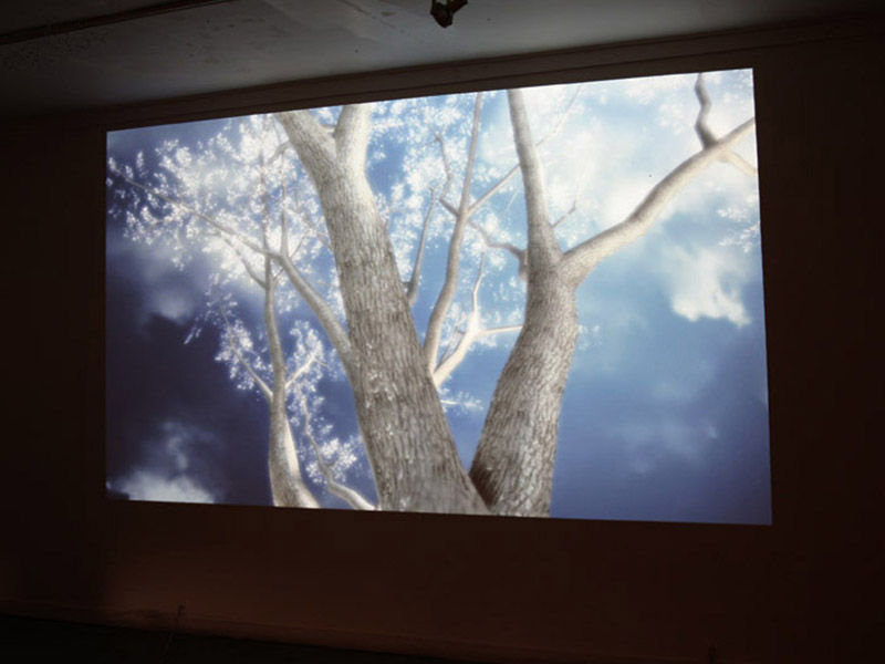 Tree3Web.jpg